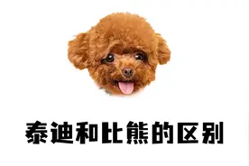 泰迪和比熊的5个区别，真的很明显！视频封面
