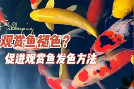 观赏鱼褪色？一些促进鱼儿体表发色的方法：养鱼笔记第4季49集视频封面