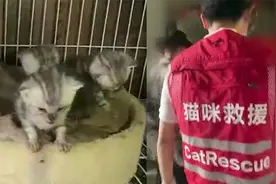 成都猫咖无人管成猫咪地狱，目前猫已被安置，绝育后将发布领养视频封面