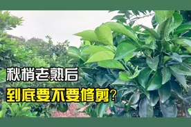 柑橘秋梢老熟以后要不要修剪？好多果农都做错了视频封面