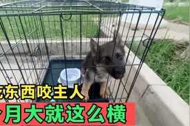 2个月的小德牧乱吃东西，妹子训斥几句，龇牙咧嘴还想咬主人视频封面