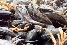 入侵最“成功”的生物，中国人都拿它没办法，却被印度人吃到灭绝视频封面