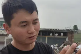 2元钱一盒的庆大霉素轻松解决鸽子眼睛流泪，单眼伤风，效果奇佳视频封面