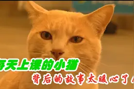 每天到教室上课的小猫，背后的故事太暖心了！视频封面