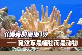 绚丽多彩的珊瑚竟然不是植物，而是动物，你知道吗？视频封面