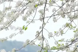 广西：春天来了 成片豆梨花盛开视频封面
