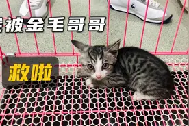 暖心！两只金毛救了一只小流浪猫视频封面