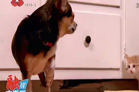 随意喂流浪猫狗也有危害？专家：繁衍过剩，污染环境！视频封面
