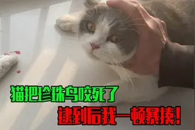 猫咪居然把珍珠鸟咬死了，逮到后一顿暴揍，看你还敢不敢了