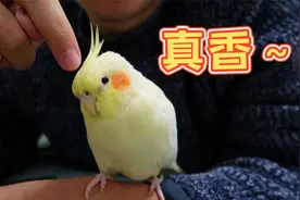 养鹦鹉后，我全家沦陷了！实在太可爱了~视频封面