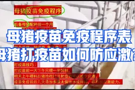 母猪疫苗免疫程序表：母猪打什么疫苗？母猪疫苗应激反应怎么办？视频封面