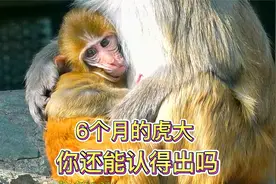 没有了虎二，虎大独自享受猴妈的奶水，猴妈当宝贝疼着爱着视频封面
