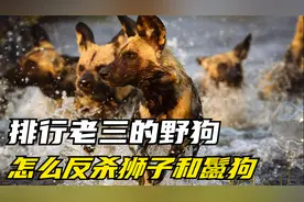 非洲野狗为什么排行老三？怎么对付它们最痛恨的鬣狗和反杀狮子？视频封面