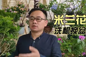 养米兰最难在服盆，换盆做好3步骤，轻松过服盆期，以后顺风顺水视频封面