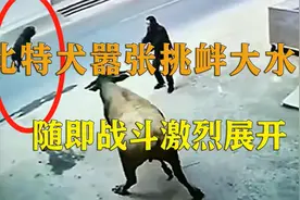 监控下惊险的一幕，比特犬嚣张挑衅水牛，老牛一记弯腰头顶过肩摔视频封面