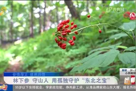 每年要呆在大山里8个月，73岁“守参人”坚持17年，守护林下山参视频封面