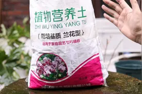 养兰花用什么土？园艺师教你，泥巴土不能用，要用兰花专用土视频封面