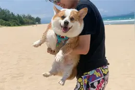 千万不要带狗去海边玩，费人！视频封面