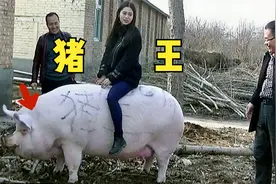 中国猪王，老人养了9年，长到1吨多重！视频封面