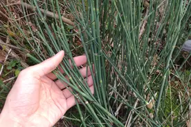“木贼草”、“节节草”认识吗？全草是味好药材，别再当野草除掉