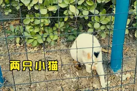 回家路上看见两只小猫好可爱，喵喵视频封面