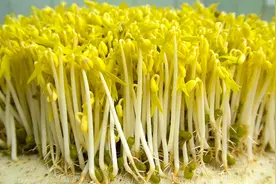 怎样把绿豆变成绿豆芽？3分钟教会你，只需要绿豆和水，简单实用视频封面