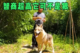 和狼最接近的一种犬，它性格狡诈凶猛常被人误以为是狼，来欣赏下视频封面