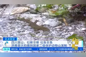 四川眉山：似蜥非蜥，似鱼非鱼，洪雅首次拍摄到山溪鲵|正点财经视频封面