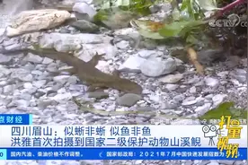 四川眉山：似蜥非蜥，似鱼非鱼，洪雅首次拍摄到山溪鲵|正点财经视频封面