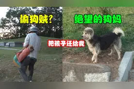 大妈偷偷跑到墓地，将6只小奶狗带走，残疾的狗妈只能绝望吠叫！视频封面