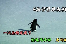 这里是世界的尽头,这里有一只发疯的企鹅,不顾一切的向山脉走去视频封面