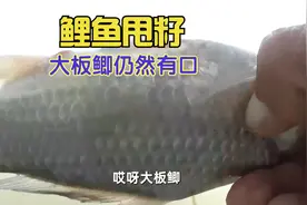 四月鲤鱼甩籽,岸边炸水,钓浅无口,钓深就中大板鲫视频封面