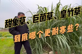 高产种节牧草，甜象草、巨菌草、皇竹草哪个更耐寒？怎么来区分？视频封面