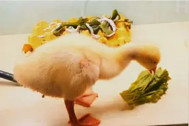 买回来做菜的10个鸭蛋，进行孵化尝试，太有趣了视频封面