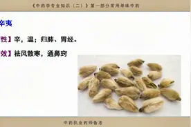 辛夷，祛风散寒，通鼻窍，用于风寒感冒，鼻塞、鼻渊视频封面