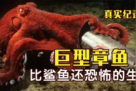 比鲨鱼还恐怖的生物：巨型章鱼，真实纪录片视频封面