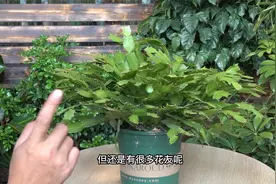 为什么你的蟹爪兰总是容易烂根茎腐，最大的原因就是这两点视频封面
