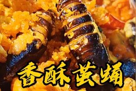 黑蚕蛹和黄蚕蛹的区别你知道吗？哪个颜色更好吃虾哥教你视频封面