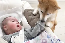 狗狗老是舔你的手脚，原来是在告诉你这几件事，其中大有原由视频封面
