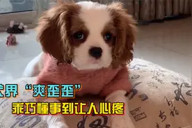 宝藏犬种“爽歪歪”，颜值在线情商超高，乖巧懂事到让人心疼