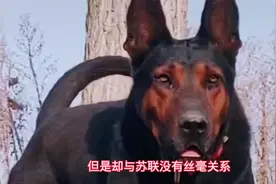 顶级狼犬苏联红犬，脾气上头连斗犬比特都敢打视频封面