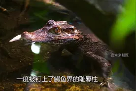 鳄鱼界的耻辱柱 —— 凯门鳄（人畜无害）
