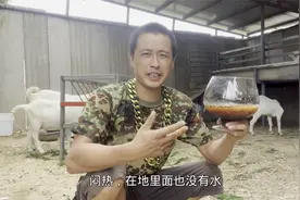 两只公羊争夺配种权，天天打的不可开交，一只公羊霸占十只母羊视频封面