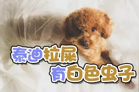 泰迪拉屎有白色虫子视频封面