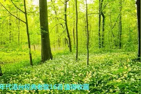 80年代港台经典老歌16首 值得收藏视频封面