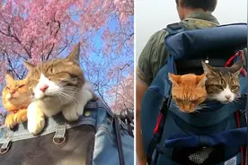 太美啦！两只猫猫在日本景点打卡拍照，跟随主人游遍全日本视频封面