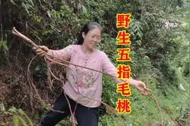 燕子上山挖野生五指毛桃根，费劲曲折总算收获满满，拿来煲汤很香视频封面