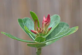 二月沙漠玫瑰也能开花，是怎样养护的？视频封面