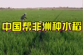中国帮非洲种水稻，当地人不相信1公顷产3吨，结果产了9吨好打脸