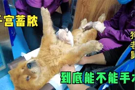 10多岁的松狮得了子宫蓄脓，手术风险太大，医生建议保守治疗视频封面